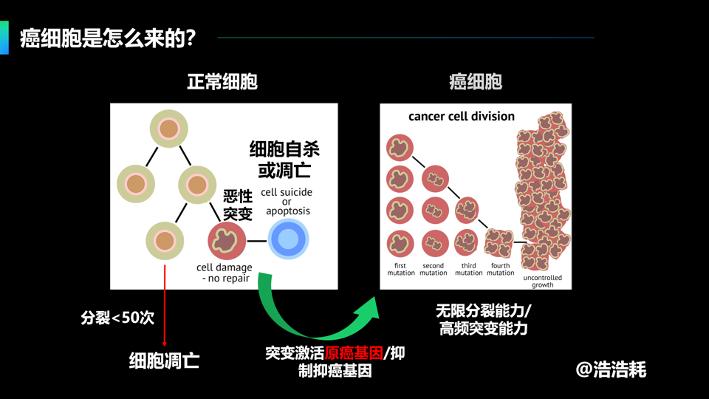 较真 ｜人体存在“唯一不会癌变的器官”？很遗憾，没有这回事