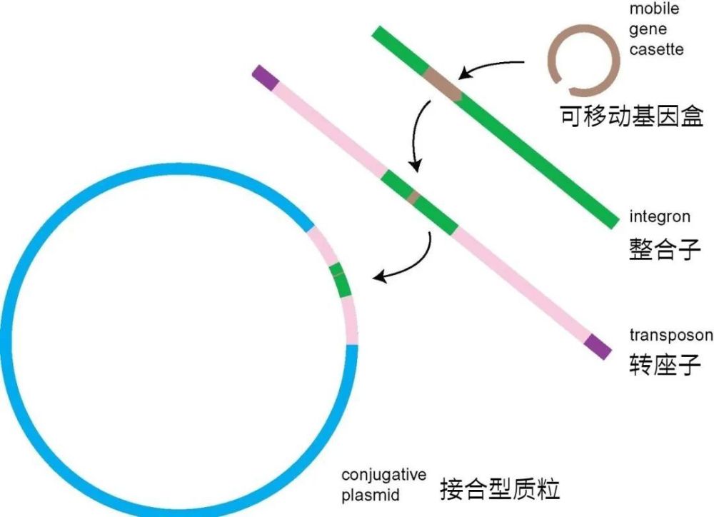 让你感染无药可治的“超级细菌”的，可能是一群猪