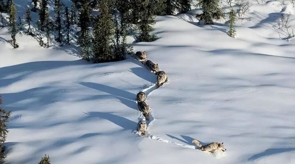 新疆一雪地上出现神秘隧道，还有生物在动，无人机查探竟是一群狼