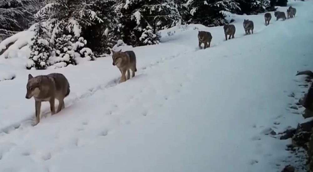 新疆一雪地上出现神秘隧道，还有生物在动，无人机查探竟是一群狼