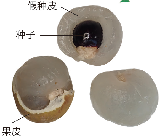 科学探秘 | 一起来寻龙，这些“龙字辈”植物你知道吗？