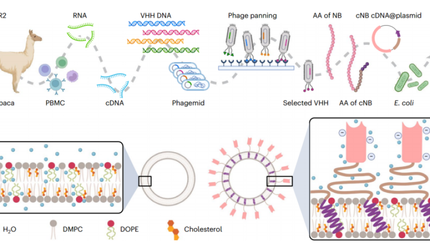 Nature Nanotechnology | 创新自组装纳米脂质体，科技新突破