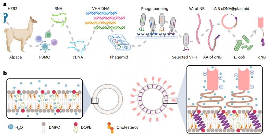Nature Nanotechnology | 突破性自组装嵌合纳米体修饰脂质体的研发