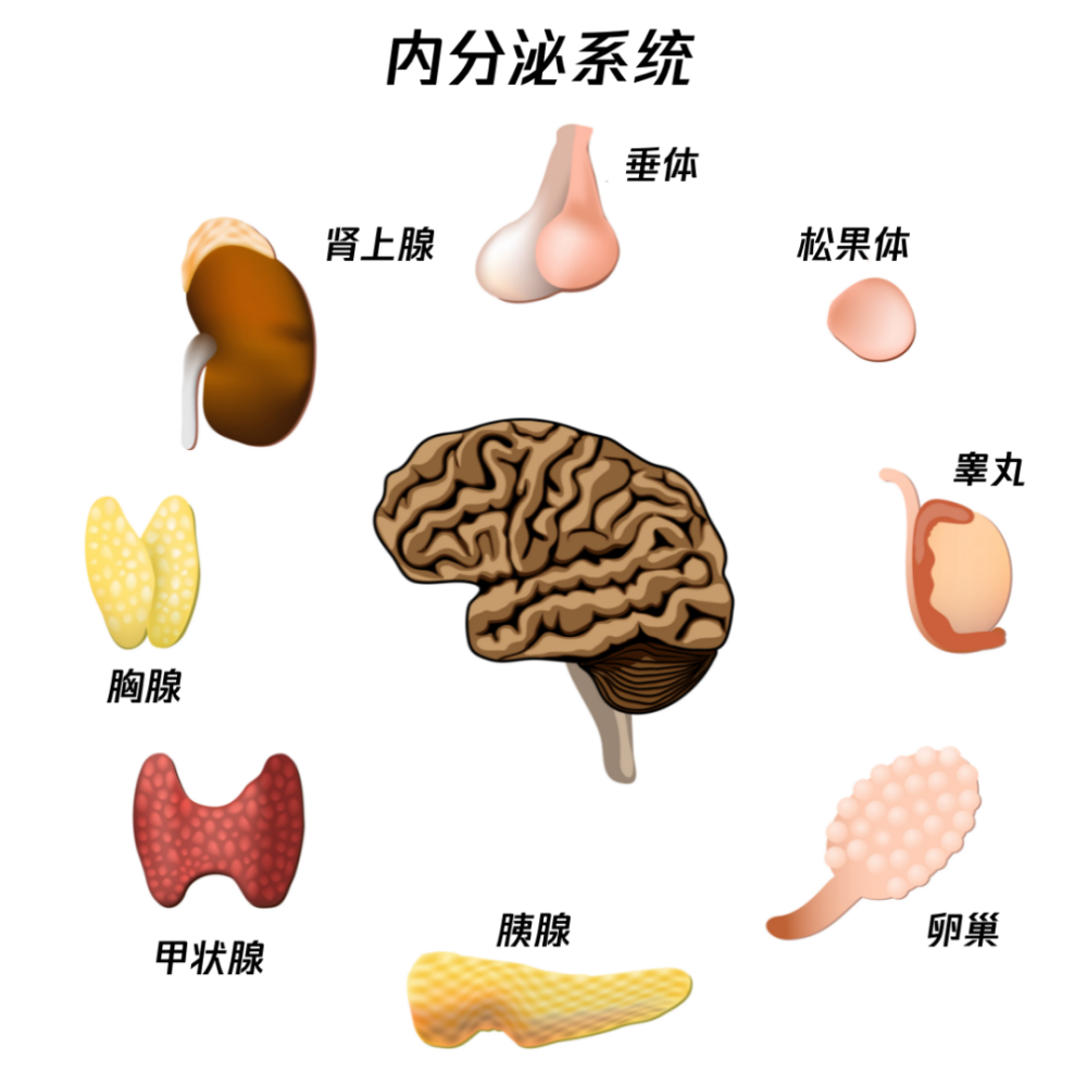 身体出现这5个症状，可能是内分泌失调