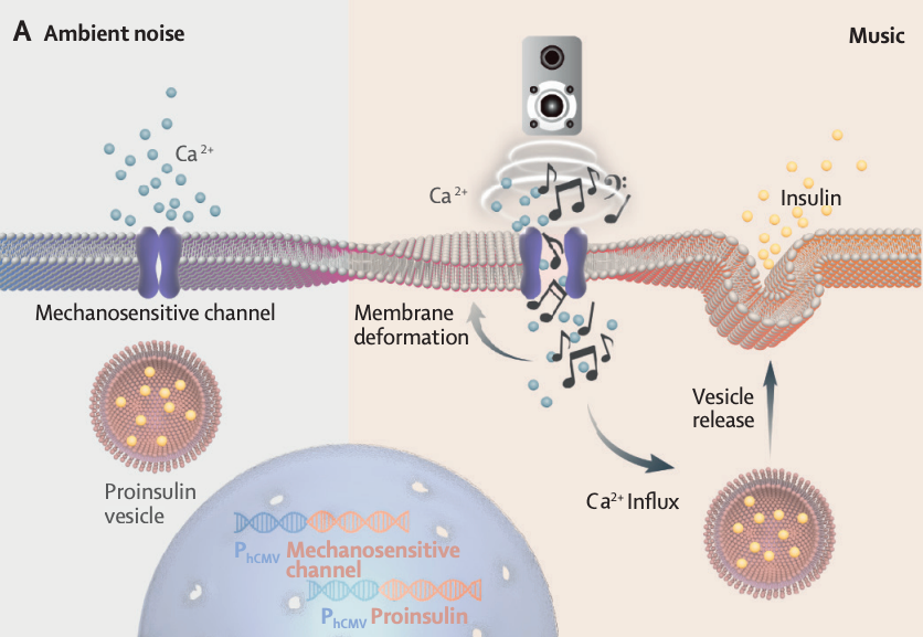 柳叶刀子刊：用音乐触发基因开关，激活胰岛素分泌，快速降血糖