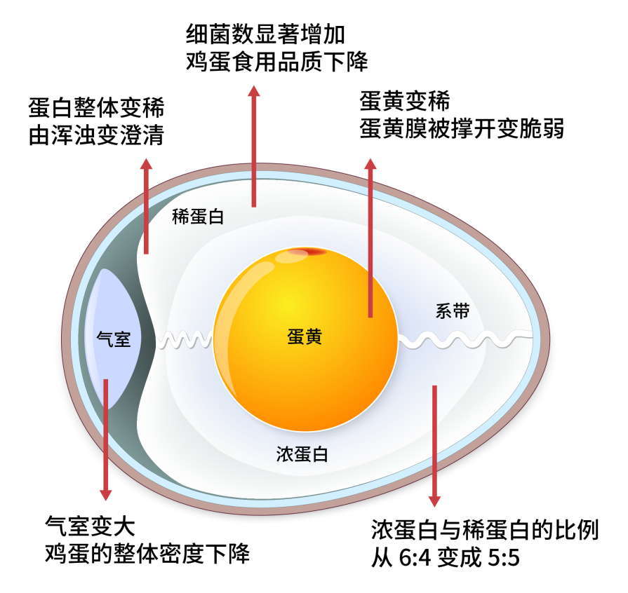 鸡蛋放冰箱，最长能放多久？