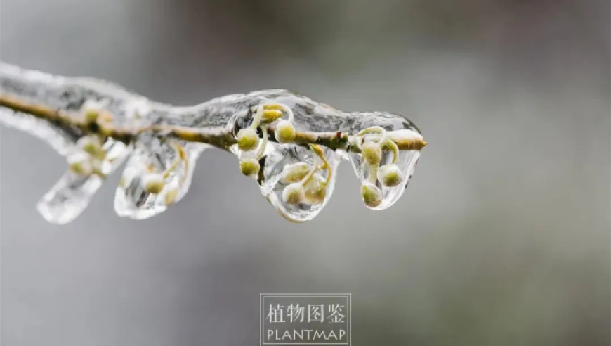 见识冰冻植物的奇妙，体验冻雨下的植物世界！