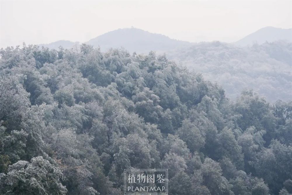 冻雨下的植物世界！发出来，以防你没有见过【冰冻植物】