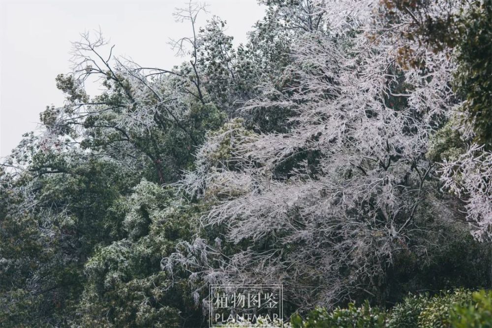 冻雨下的植物世界！发出来，以防你没有见过【冰冻植物】