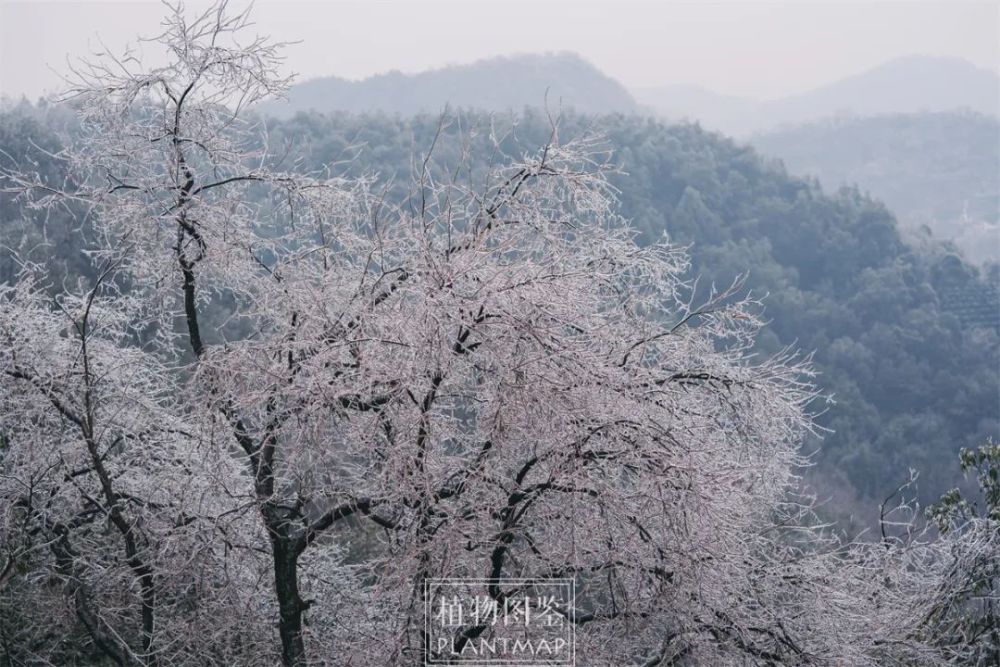 冻雨下的植物世界！发出来，以防你没有见过【冰冻植物】