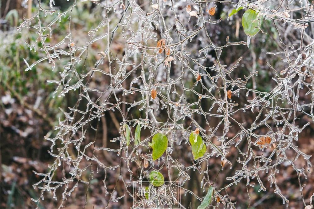 冻雨下的植物世界！发出来，以防你没有见过【冰冻植物】