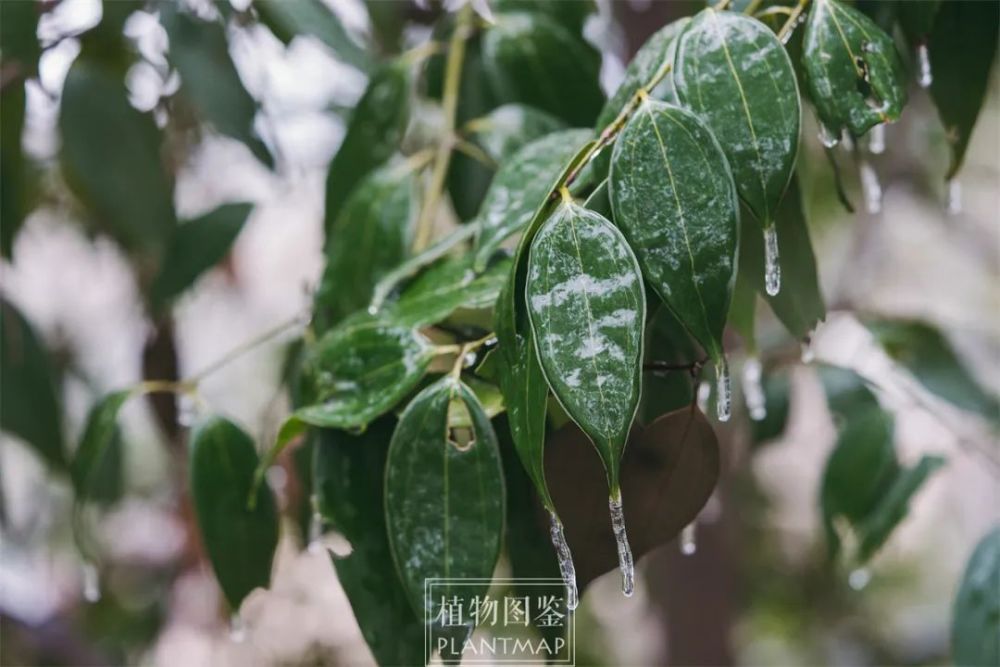 冻雨下的植物世界！发出来，以防你没有见过【冰冻植物】