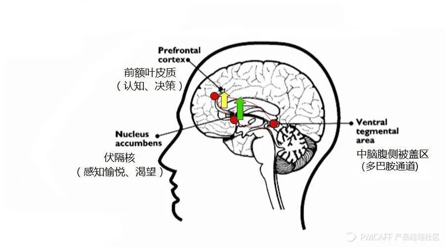 衰老是如何改变脑细胞维持记忆能力的？