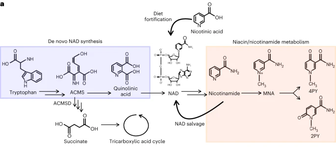 《自然·医学》：烟酸惊现黑暗面！科学家发现，维生素B3的终末代谢物会诱导血管炎症和白细胞粘附，增加心血管疾病风险