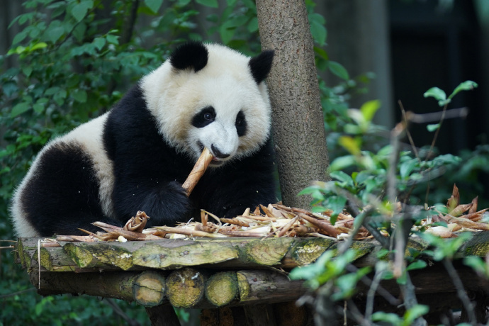 北京大熊猫基地要来了，你期待吗？