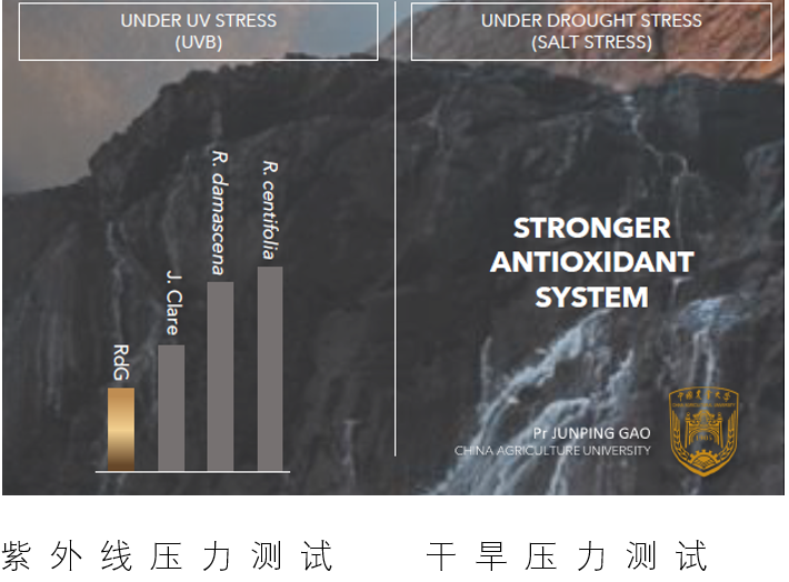 玫瑰护肤的科学依据是什么？