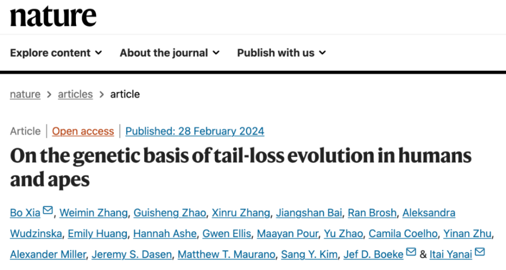人类为何没有尾巴？夏波等人发表Nature封面论文，揭示这个跳跃基因抹去了人类的尾巴，并带来了额外风险