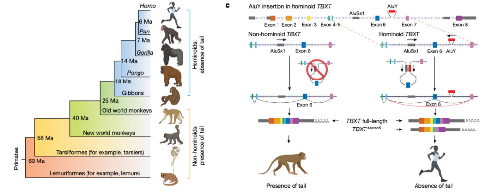 人类为何没有尾巴？夏波等人发表Nature封面论文，揭示这个跳跃基因抹去了人类的尾巴，并带来了额外风险
