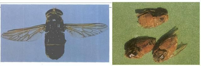 破血消癥，逐瘀通经——虻虫