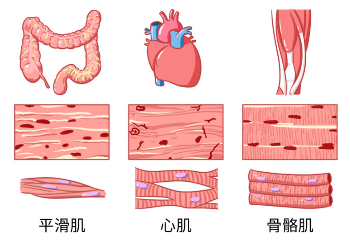 “贾玲”不好当，健身过度致横纹肌溶解，快速减肥有何危害？