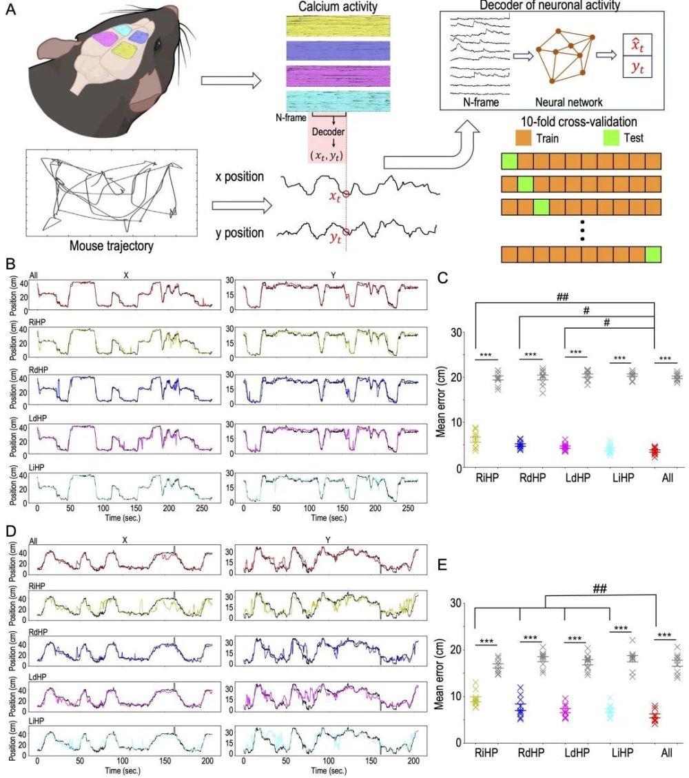 National Science Review | 中国科大/中科院毕国强教授团队开发最轻的头戴式荧光显微镜（0.43g）