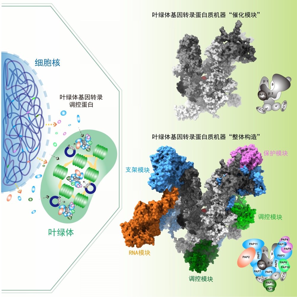 研究近8年“坐穿冷板凳”，中国科学家解析叶绿体基因转录机器构造