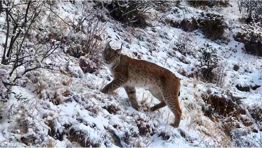 青海玉树：猞猁踏雪巡山，猎食生存。