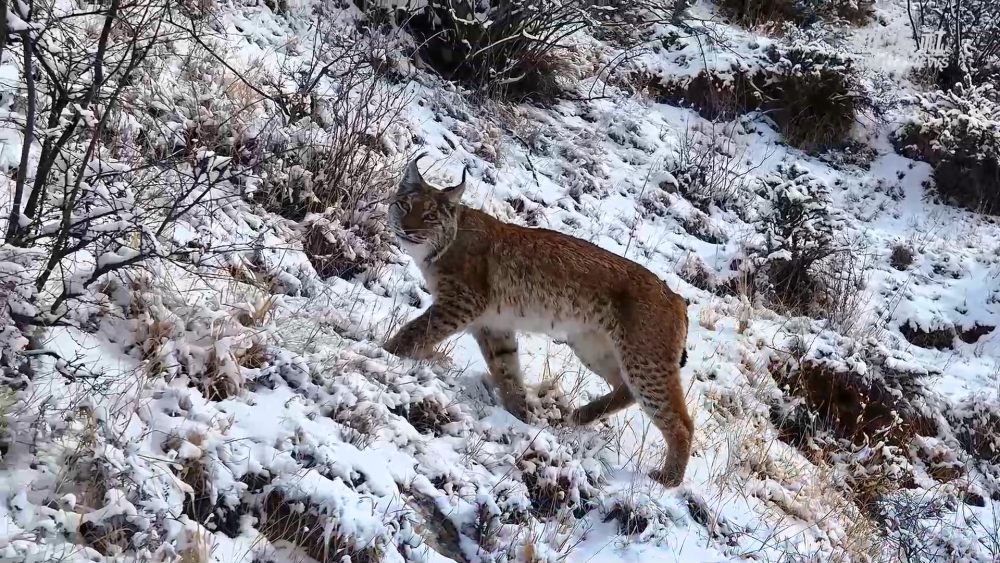 青海玉树：猞猁雪地巡山捕食