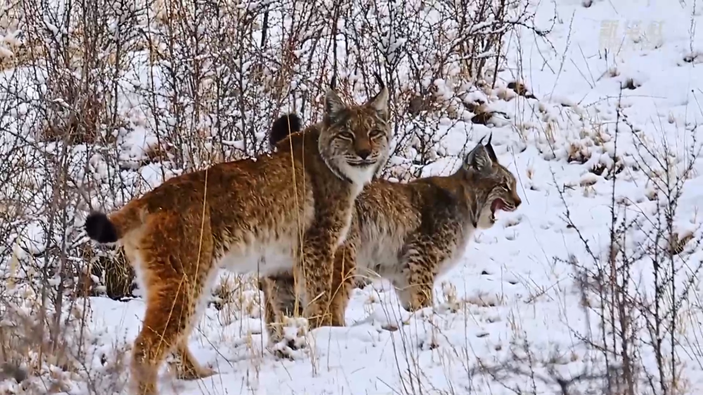 青海玉树：猞猁雪地巡山捕食