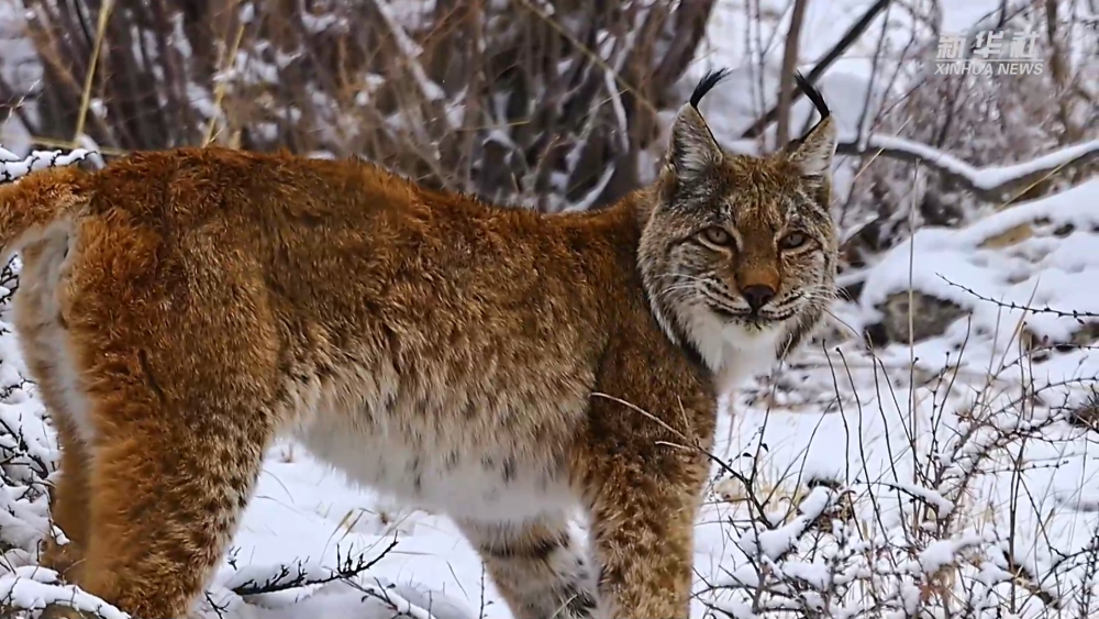 青海玉树：猞猁雪地巡山捕食