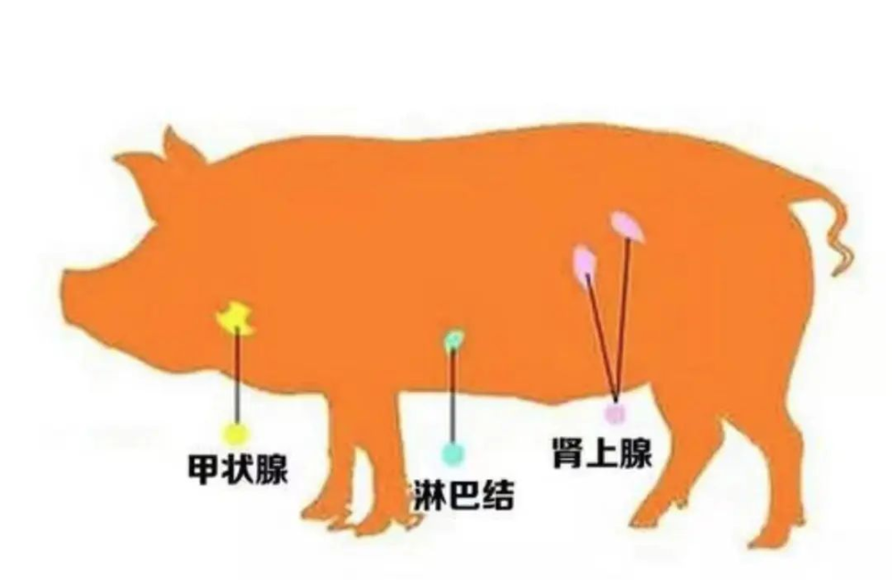 这些“垃圾肉”吃不得！