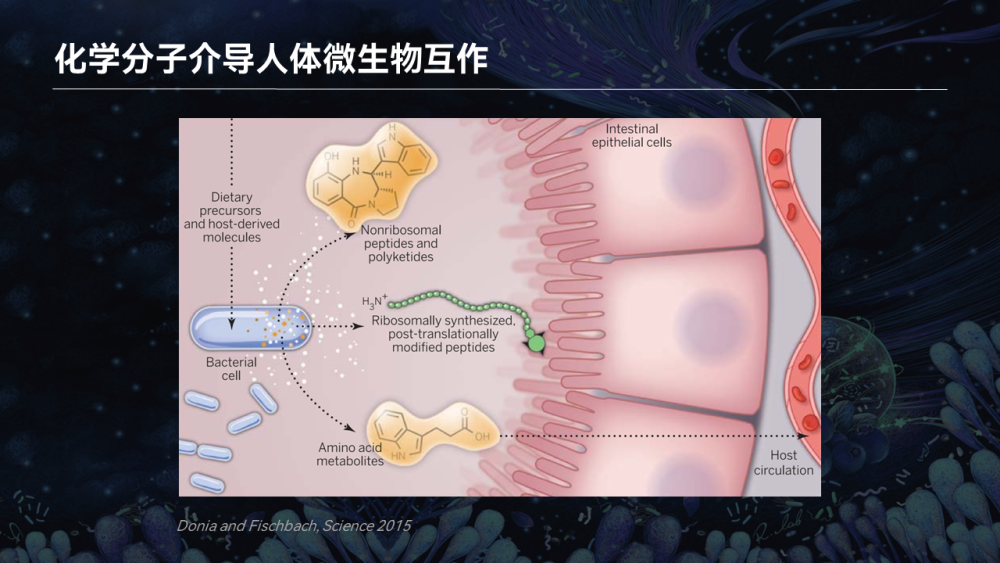 【图文实录】唐啸宇：人体微生物天然小分子