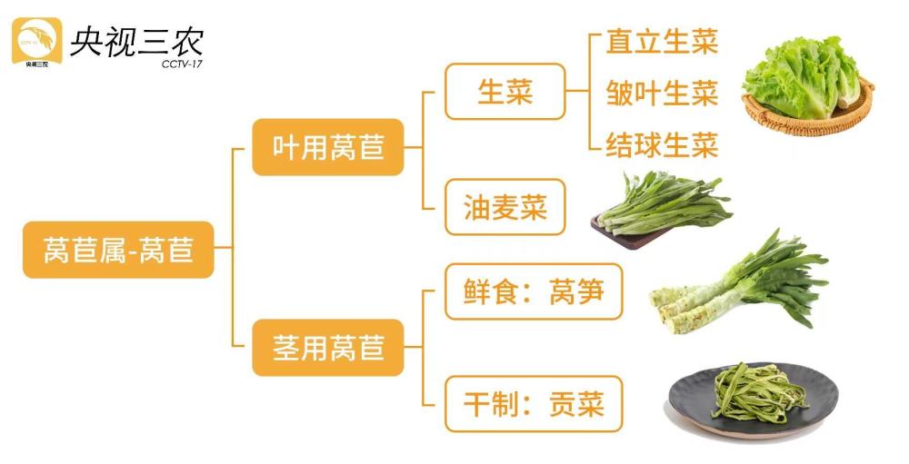 奇异果和猕猴桃是一种水果？互联网果蔬“认亲”真相来了