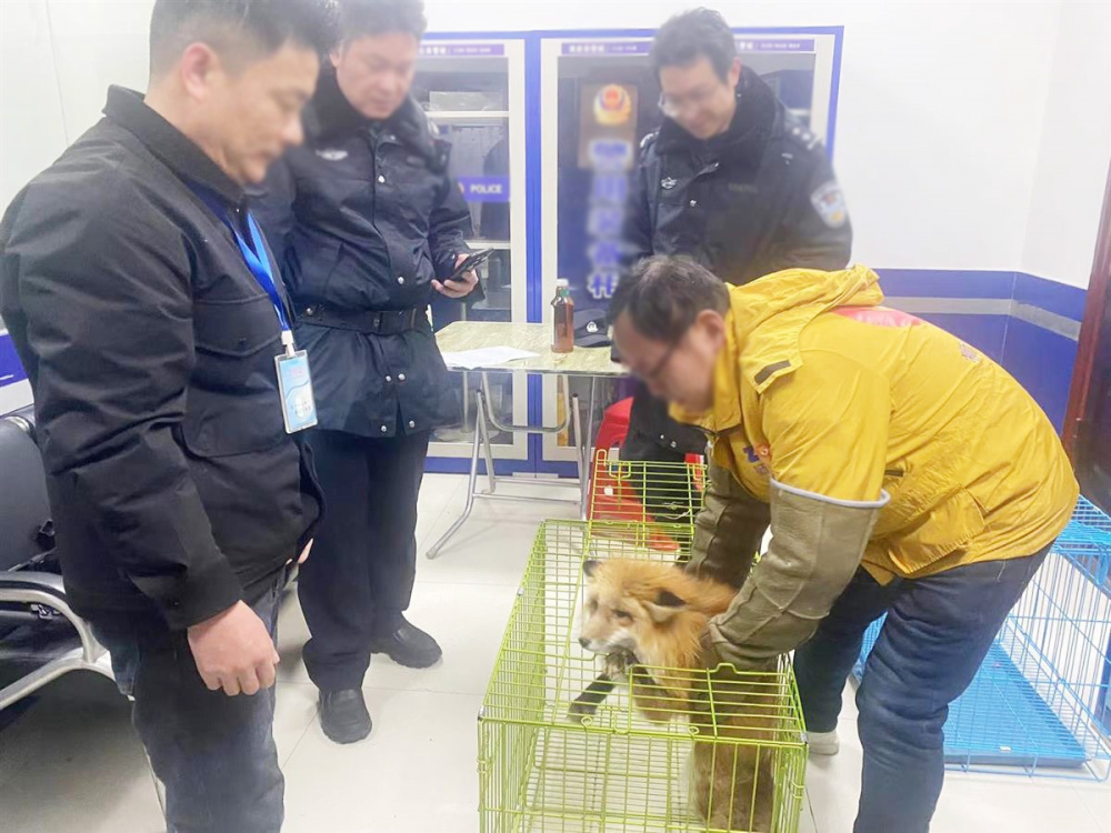 湖北一赤狐闯入民宅，屋主误当流浪狗驱逐，发现不对后马上报警