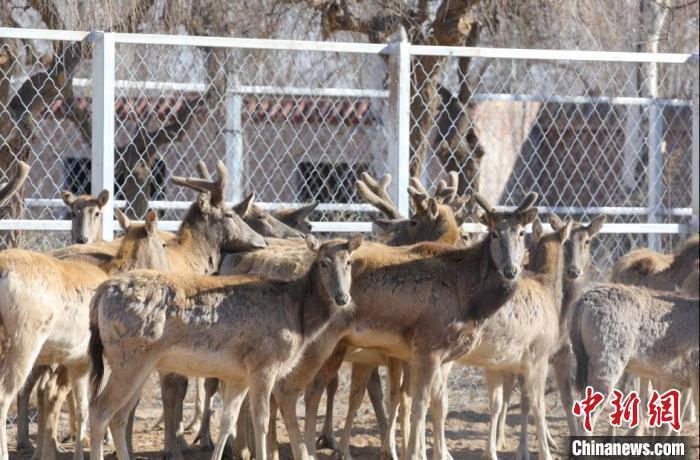 赋能湿地保护修复 20只麋鹿带着任务“落户”乌梁素海