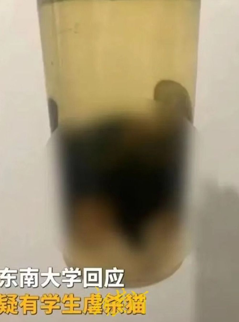 网传东南大学学生虐猫 南京警方：已批评教育，让家长加强管教