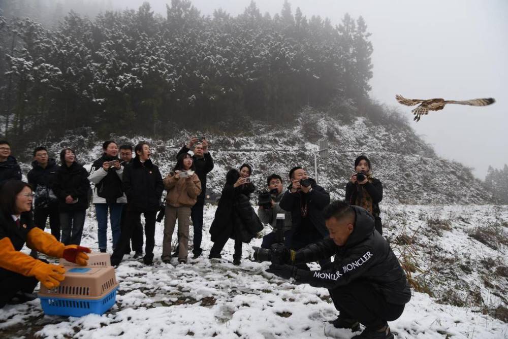 普通鵟、猴面鹰、黄腹山雀  16只被救助野生动物重返蓝天丨世界野生动植物日