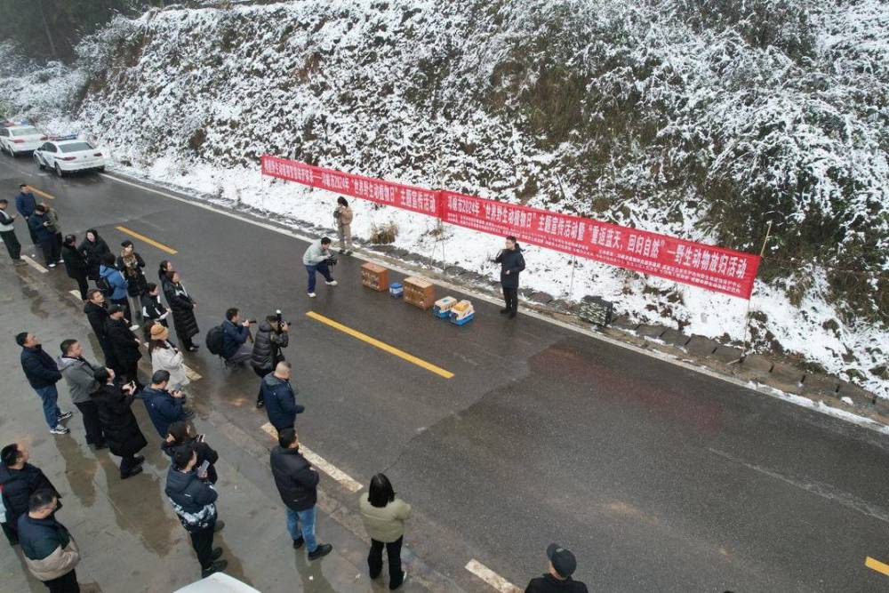 普通鵟、猴面鹰、黄腹山雀  16只被救助野生动物重返蓝天丨世界野生动植物日