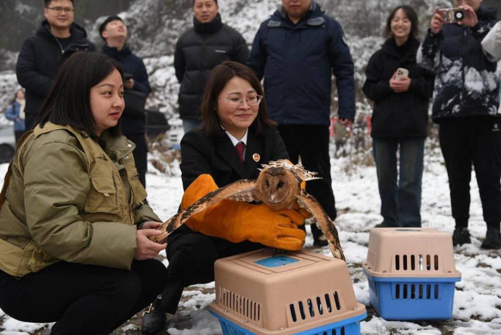 普通鵟、猴面鹰、黄腹山雀  16只被救助野生动物重返蓝天丨世界野生动植物日