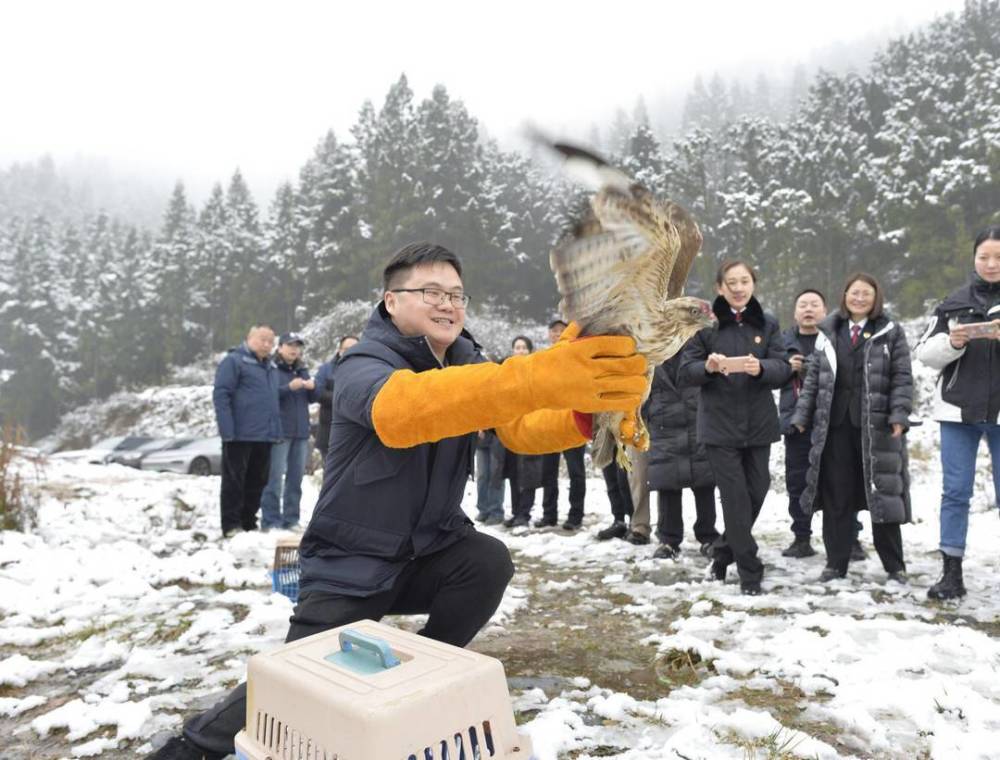 普通鵟、猴面鹰、黄腹山雀  16只被救助野生动物重返蓝天丨世界野生动植物日