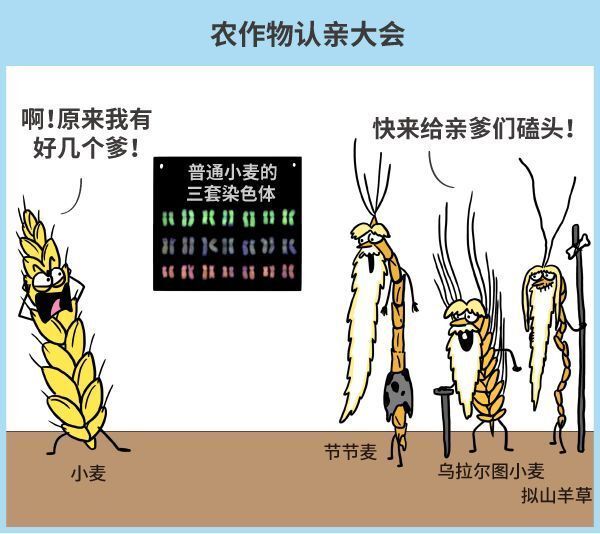 纯天然农作物？不存在的，老祖宗早就改乱了它们的基因！