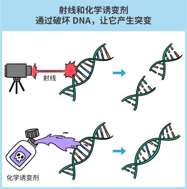 纯天然农作物？不存在的，老祖宗早就改乱了它们的基因！