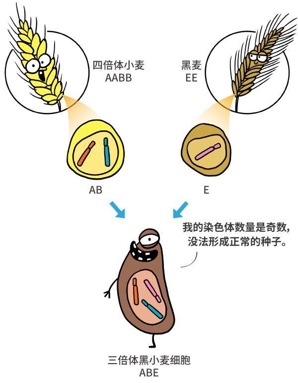 纯天然农作物？不存在的，老祖宗早就改乱了它们的基因！