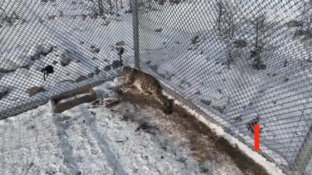 宁夏贺兰山再添雪豹新成员 有望形成完整生态链