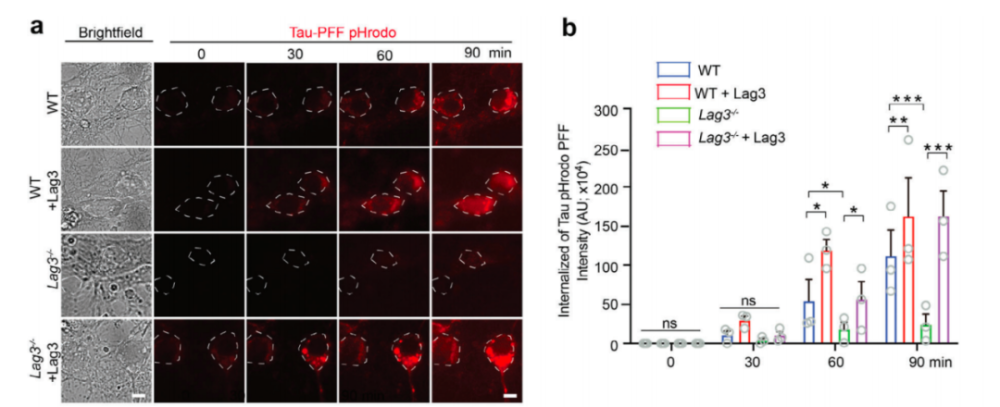 Advanced Science：免疫检查点LAG-3竟是tau蛋白种子传播的载体！