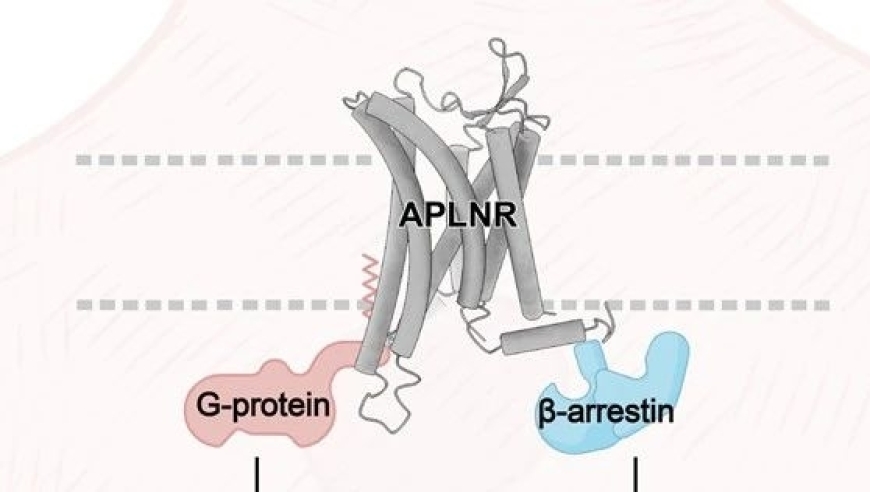 浙大研究登上Cell：设计精准的Apelin受体调节剂，有望改善心血管病。