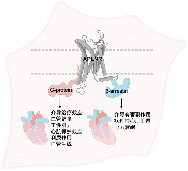 浙大学者Cell发文：基于结构精准设计、有望改善心血管疾病的Apelin受体调节剂