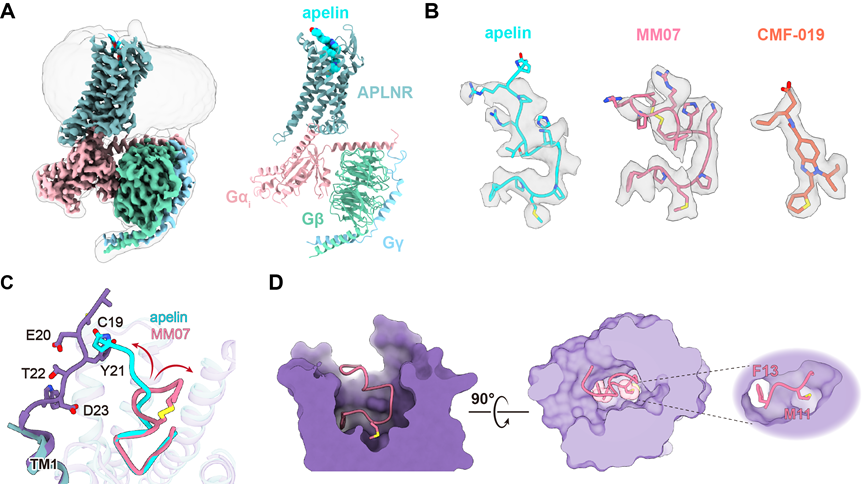 浙大学者Cell发文：基于结构精准设计、有望改善心血管疾病的Apelin受体调节剂