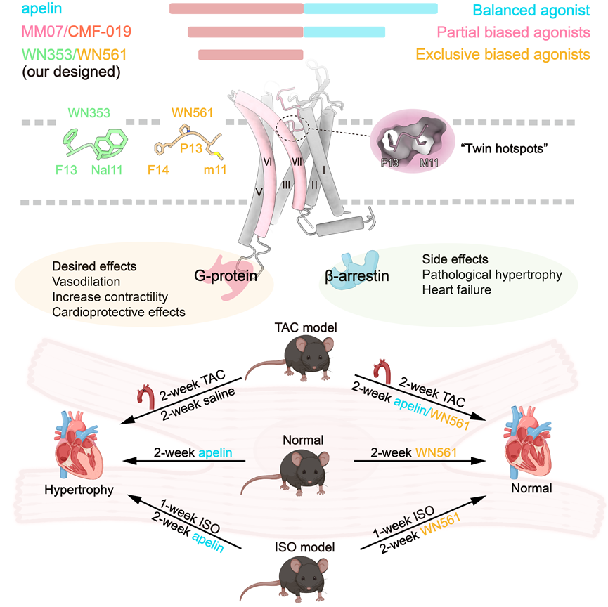 浙大学者Cell发文：基于结构精准设计、有望改善心血管疾病的Apelin受体调节剂