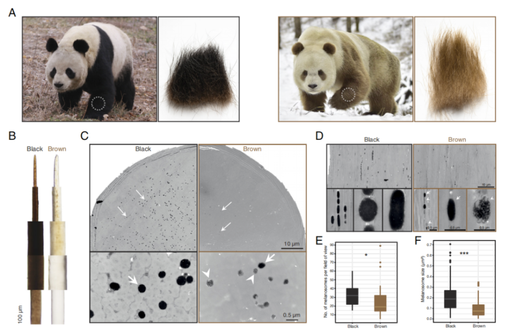 登上Nature头条，我国科学家揭开罕见棕白色大熊猫之谜